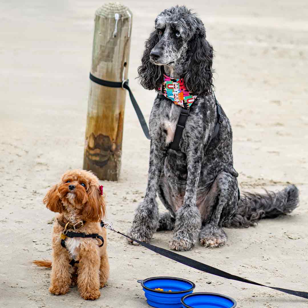 2 dogs with leashes used as tie-downs to bollards on beach